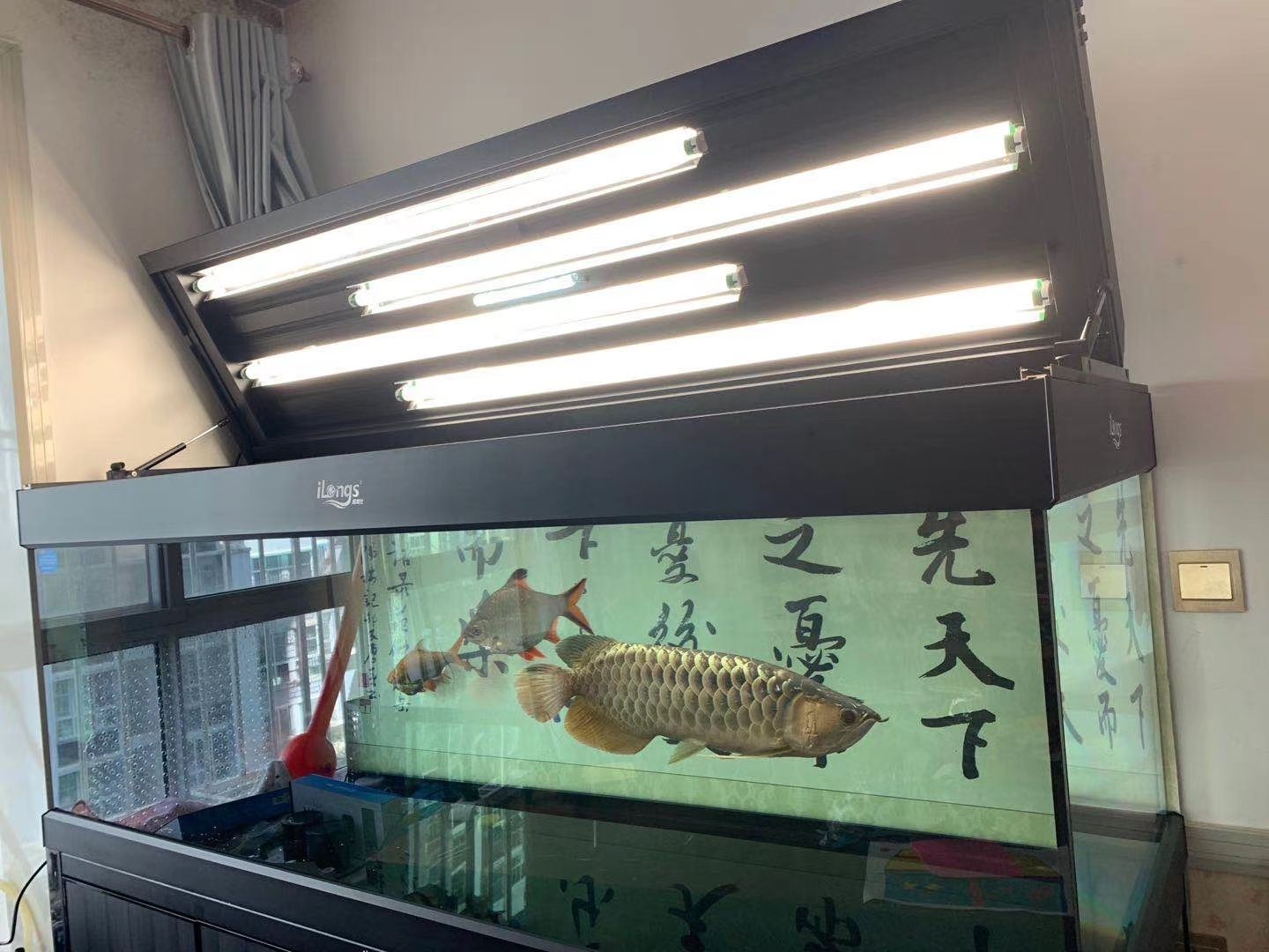 荊門水族館來晚了 紅龍專用魚糧飼料 第2張