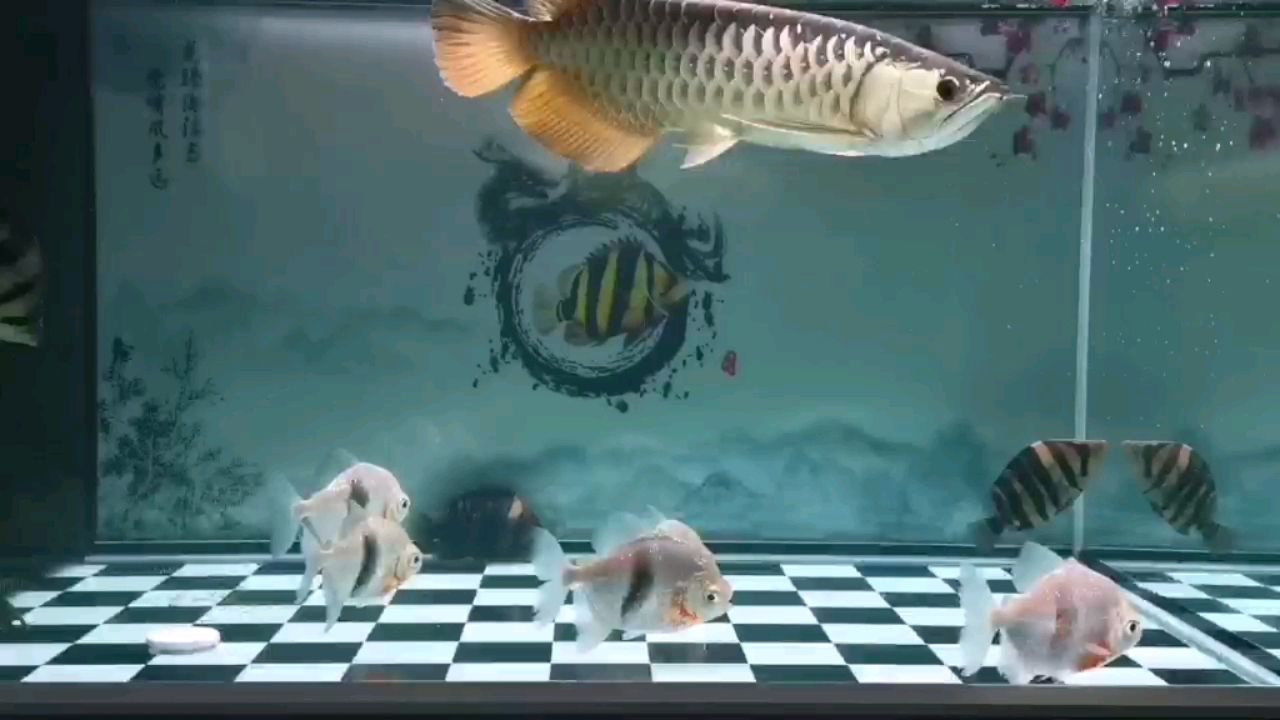 深圳水族館泰虎為啥黑 紅龍專用魚糧飼料 第1張