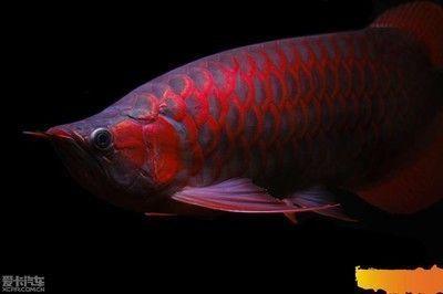 紅龍魚魚缸用什么壁紙顏色（如何搭配紅龍魚魚缸裝飾，紅龍魚魚缸壁紙圖案選擇） 龍魚百科 第5張