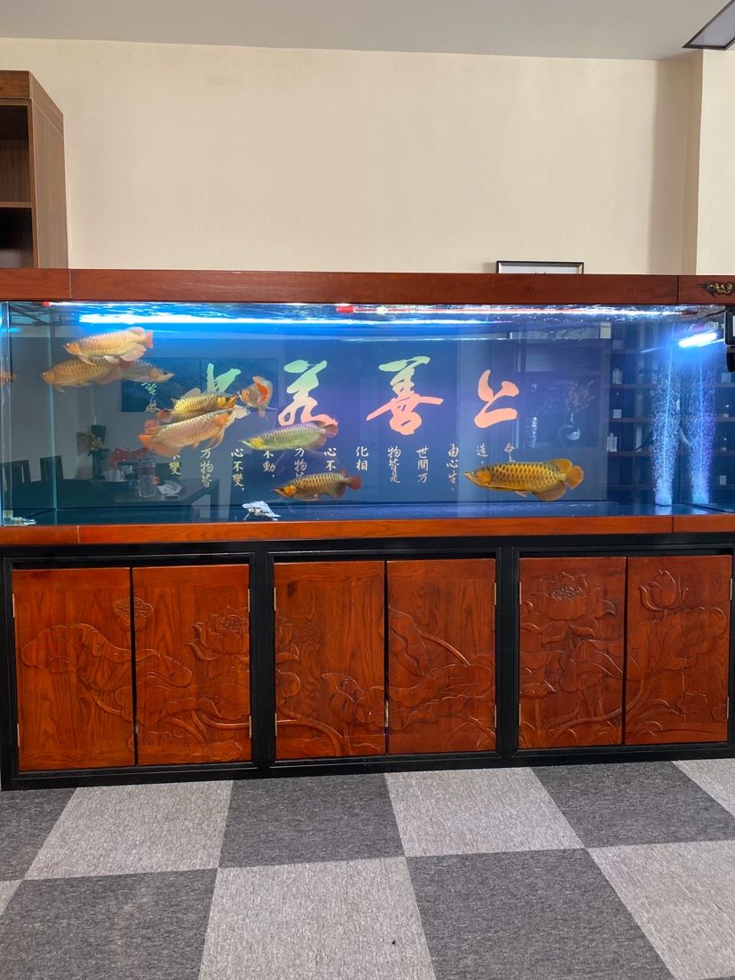 港務(wù)區(qū)觀賞魚市場再去買一條 觀賞魚市場（混養(yǎng)魚）