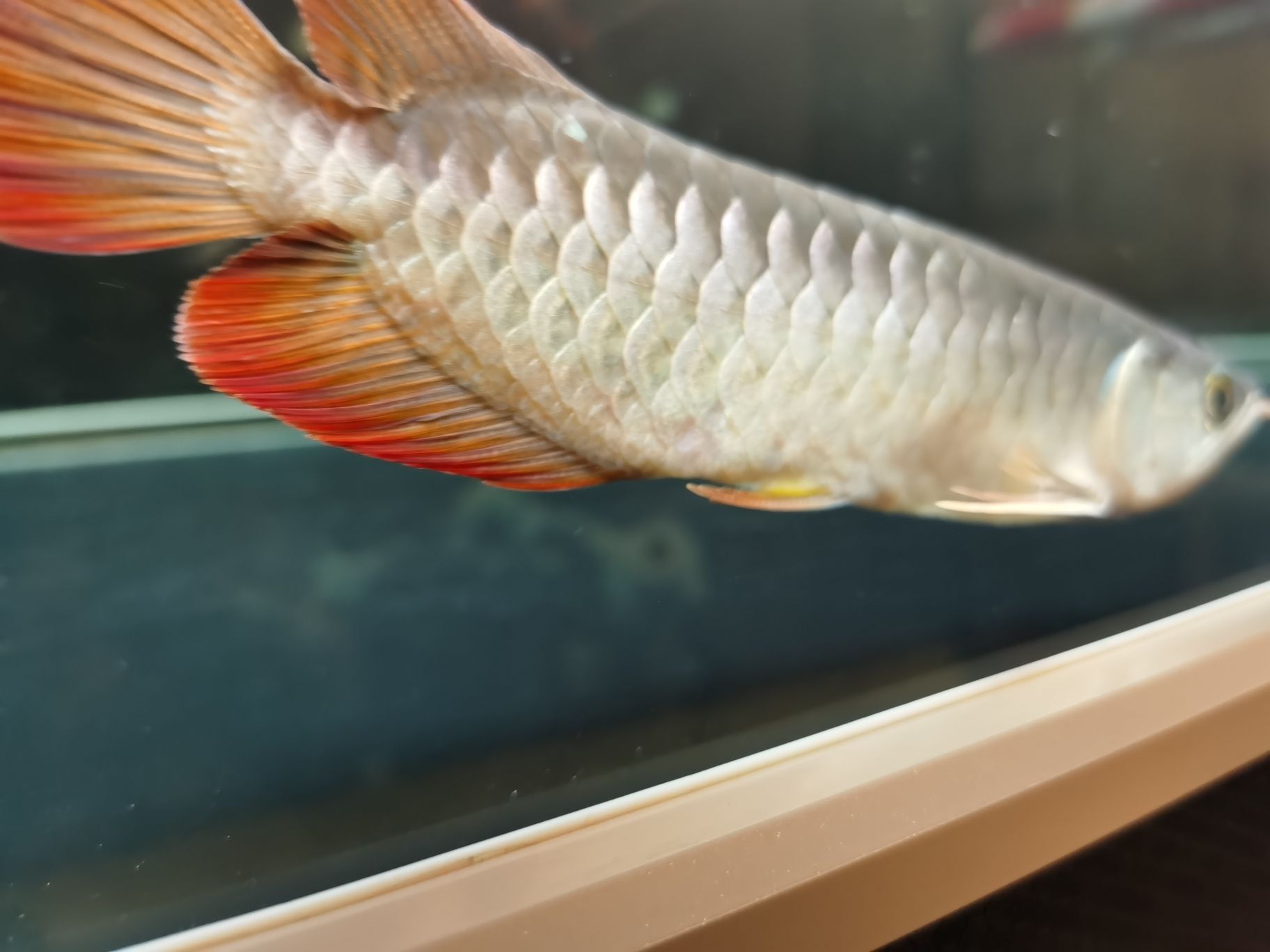 晉中水族館立鱗了大佬們快來(lái)幫幫忙啊 金三間魚(yú) 第4張