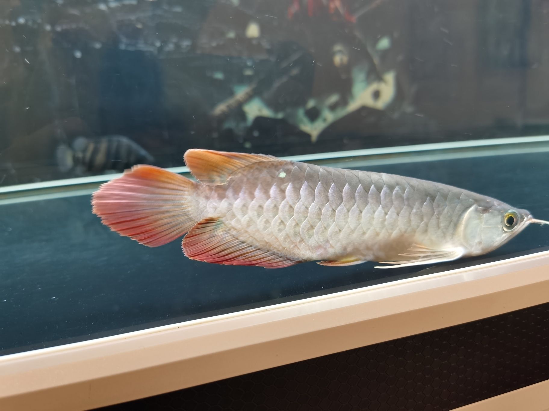 晉中水族館立鱗了大佬們快來(lái)幫幫忙啊 金三間魚(yú) 第6張