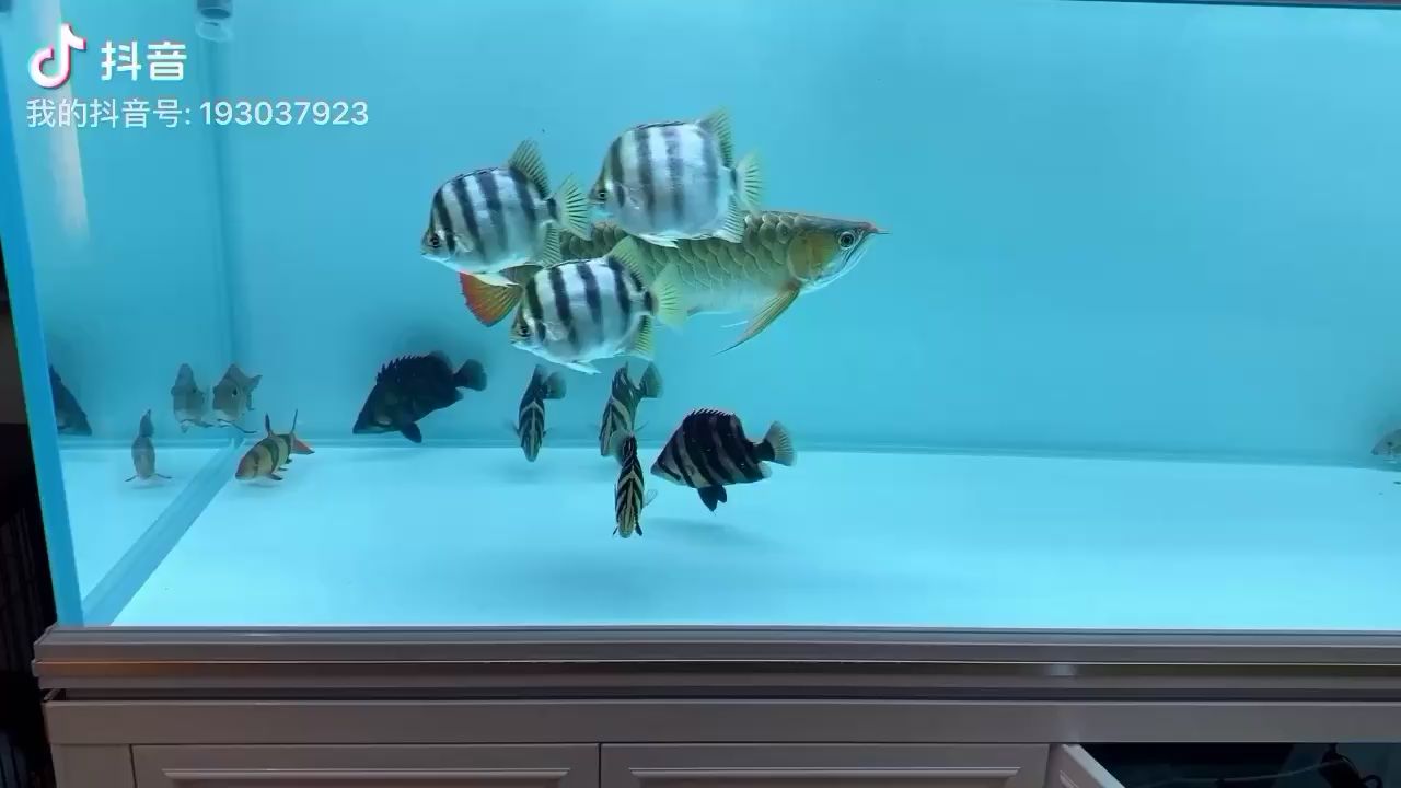 淮北觀賞魚市場弄了個新缸 觀賞魚市場（混養(yǎng)魚） 第2張