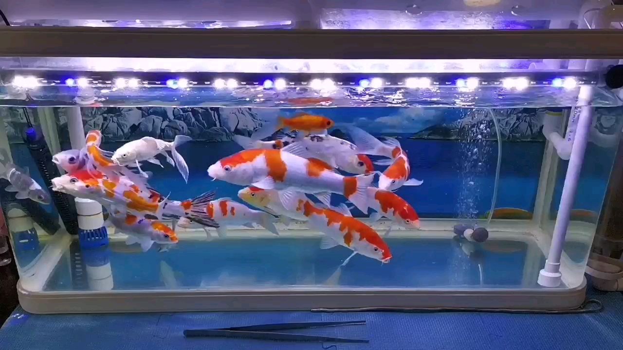 黃山觀賞魚市場缸養(yǎng)魚太嬌氣了