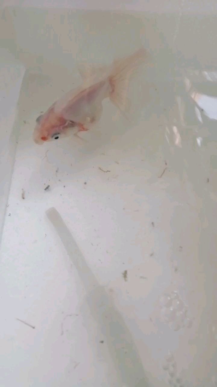 救魚命啊 斑馬狗頭魚