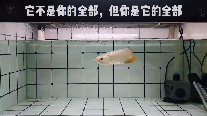 伊春水族館養(yǎng)魚個(gè)人心得