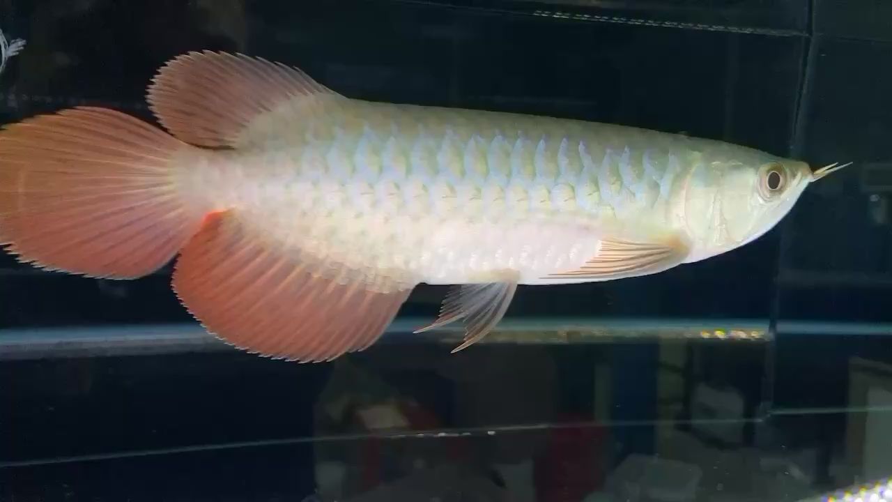 巨尾獸大湖魚(yú)鯊魚(yú)中打卡