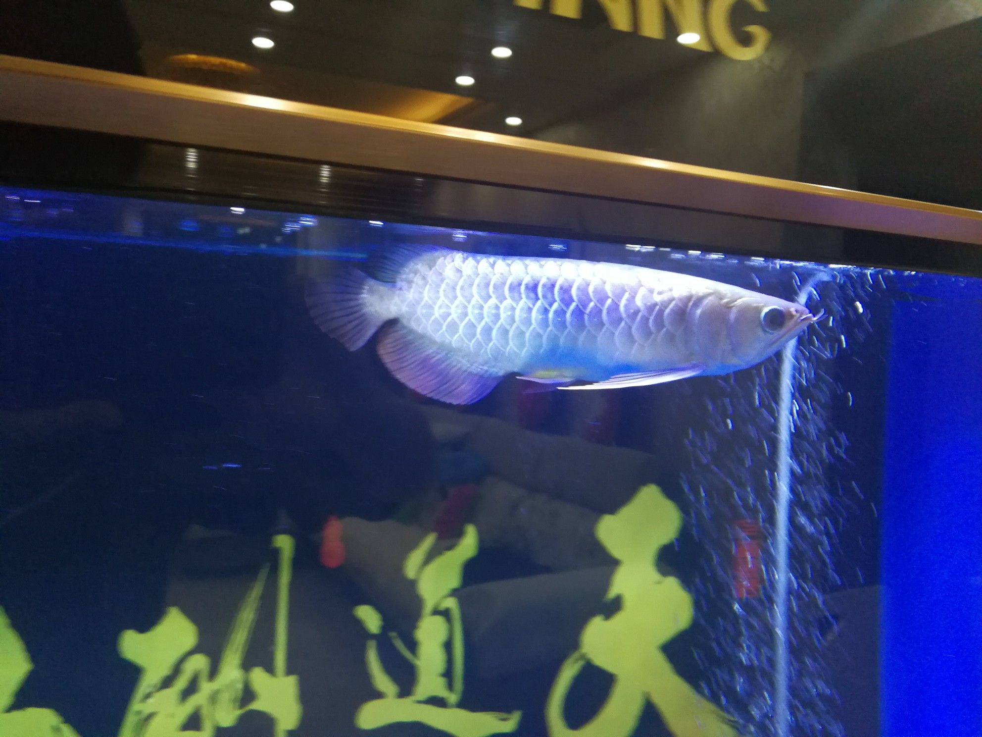 煙臺(tái)水族館麻煩幫忙看下立鱗了么