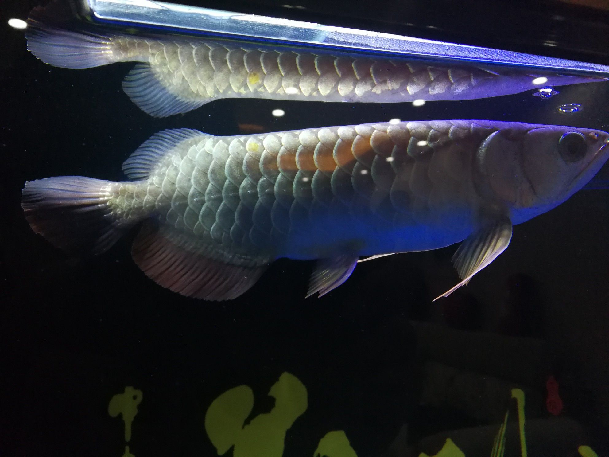 煙臺(tái)水族館麻煩幫忙看下立鱗了么 帝王血鉆魚 第4張