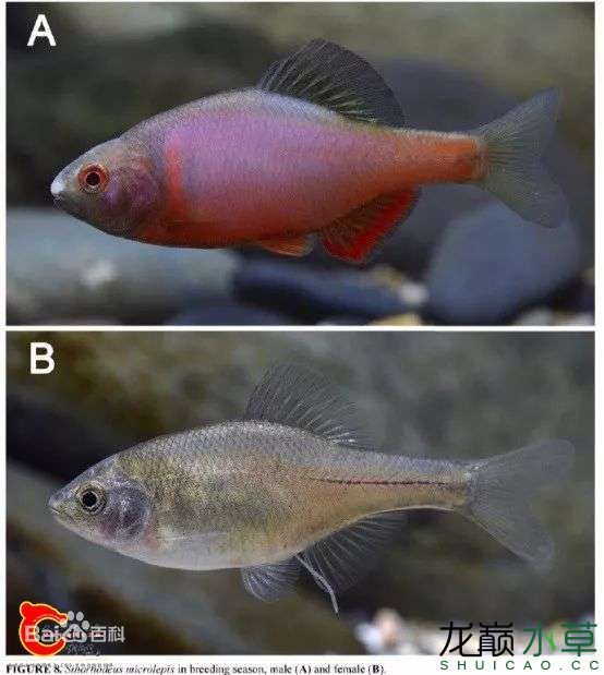 草缸絕配火山鳑鲏又名西南鳑鲏或細(xì)鱗華鳑鲏