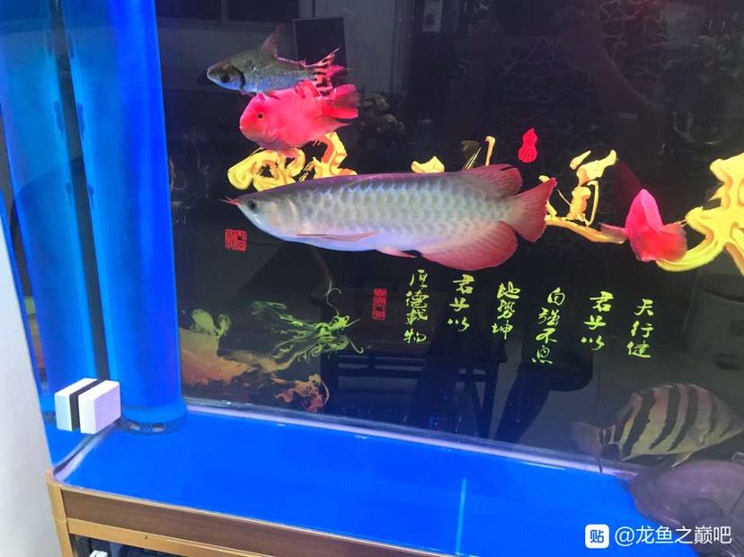 三無(wú)紅龍魚(yú)友手上收的 細(xì)線銀板魚(yú)苗 第2張