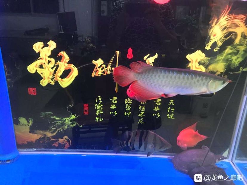 三無(wú)紅龍魚(yú)友手上收的 細(xì)線銀板魚(yú)苗 第3張