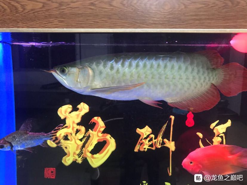 三無(wú)紅龍魚(yú)友手上收的 細(xì)線銀板魚(yú)苗 第4張