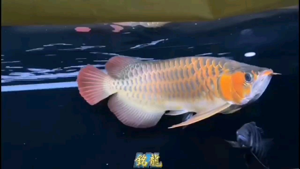 黃山水族館在庫唯一巴婁朱雀寬身七鰭超大 照明器材