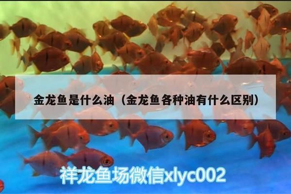 金龍魚分幾種（金龍魚品種介紹） 龍魚百科 第2張