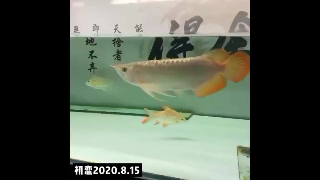 鐵嶺觀賞魚市場初戀反饋