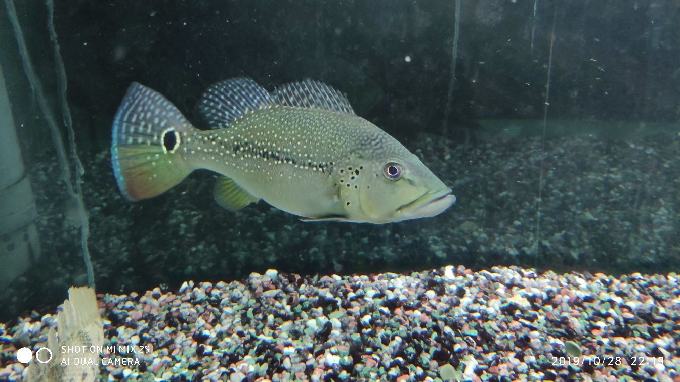 養(yǎng)魚盤珠子得從娃娃抓起 粗線銀版魚 第5張