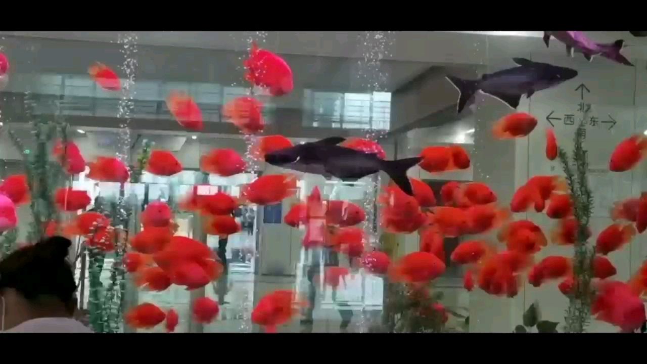 大同水族館本地的幾米大魚缸絕對的水清魚紅 魚缸水質(zhì)穩(wěn)定劑 第1張