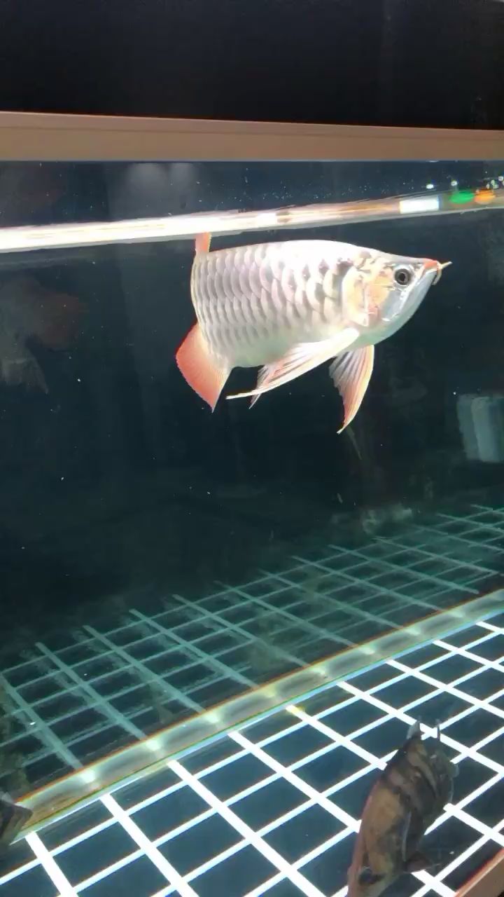 濮陽水族館龍魚拒食 伊巴卡魚 第1張