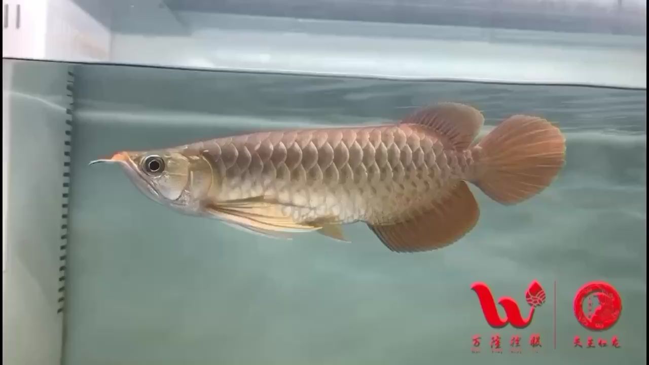 烏蘭察布觀賞魚市場已售