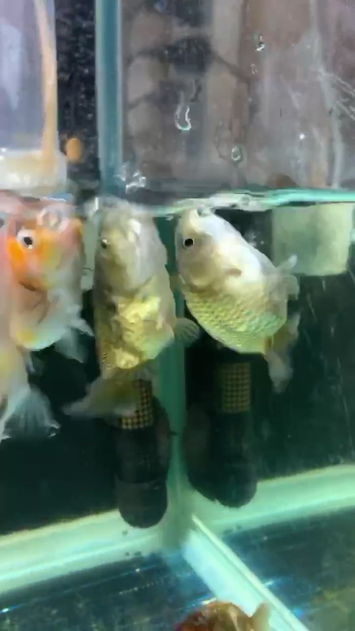 宜昌水族館早上好呀