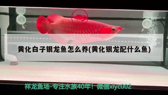 黃化白子銀龍魚怎樣養(yǎng)發(fā)色快（如何建立硝化系統(tǒng)，銀龍魚最佳飼料選擇，銀龍魚疾病預(yù)防方法） 龍魚百科 第1張