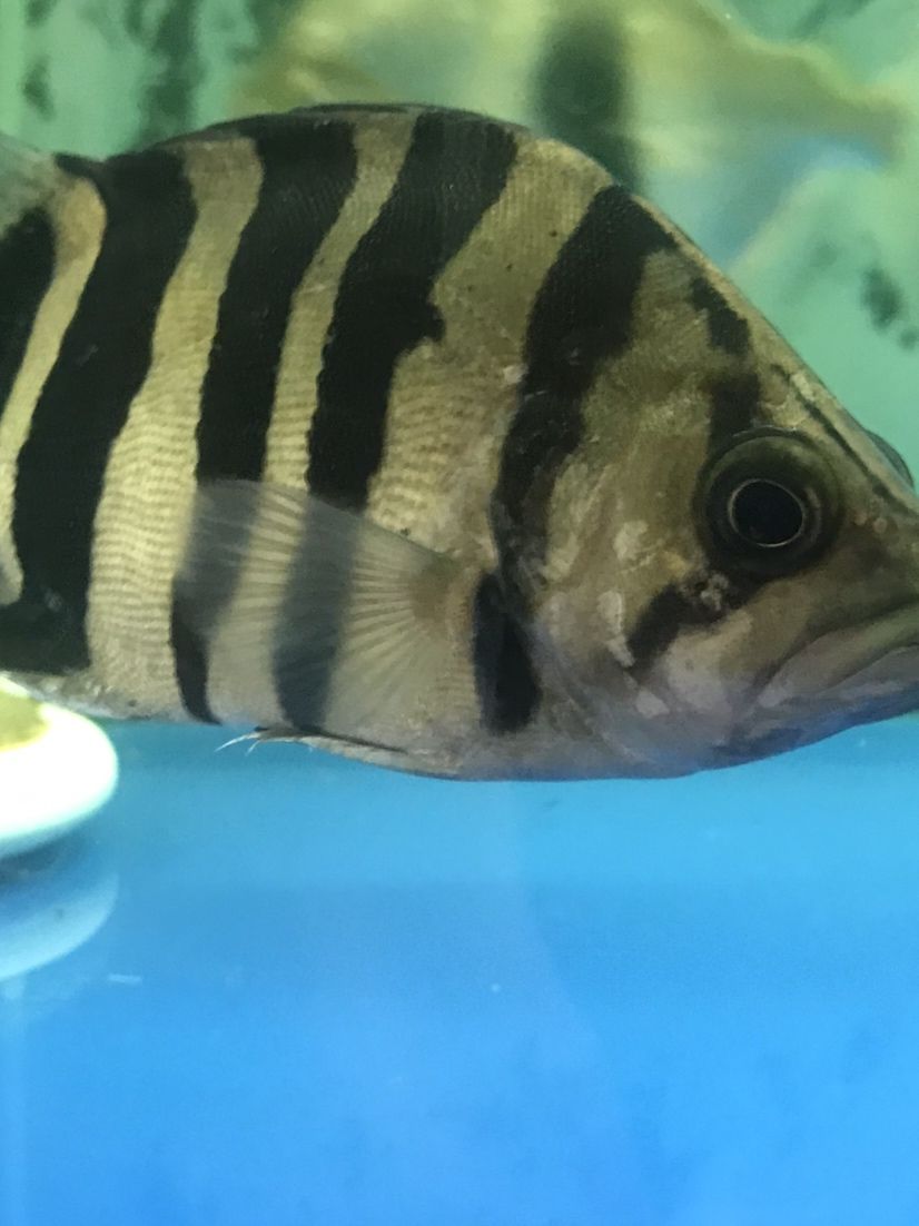 廣州水族館這虎魚鰓蓋上是什么?。? title=