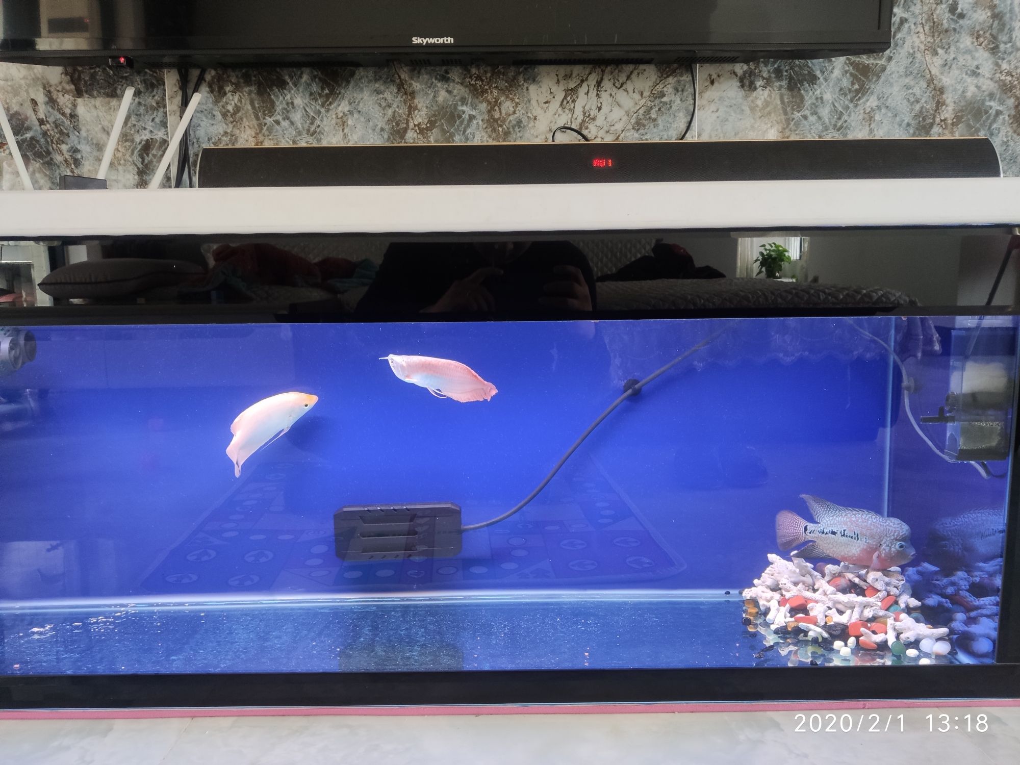 三門峽觀賞魚市場不出門嘗試混養(yǎng) 觀賞魚市場（混養(yǎng)魚） 第1張