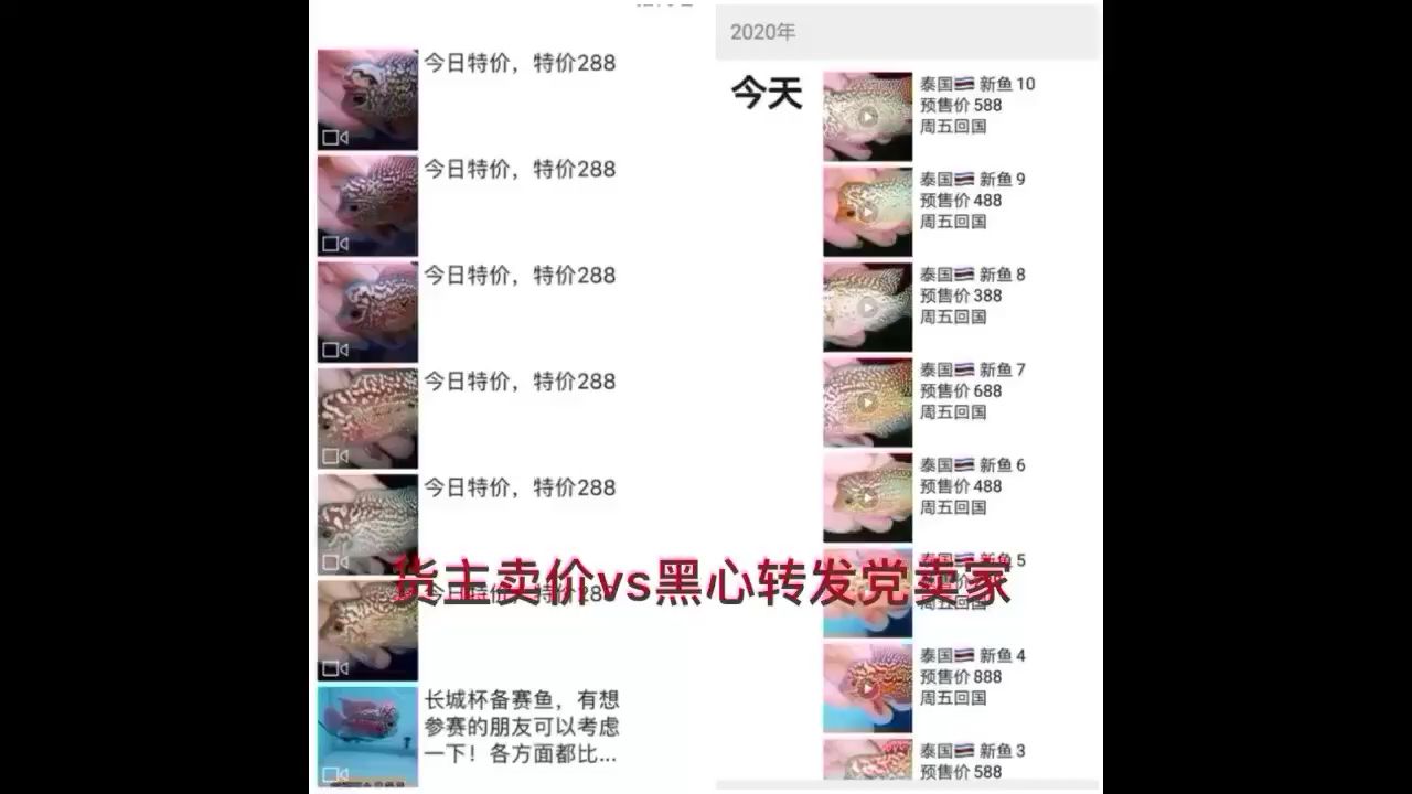 羅漢內(nèi)最魚商出爐