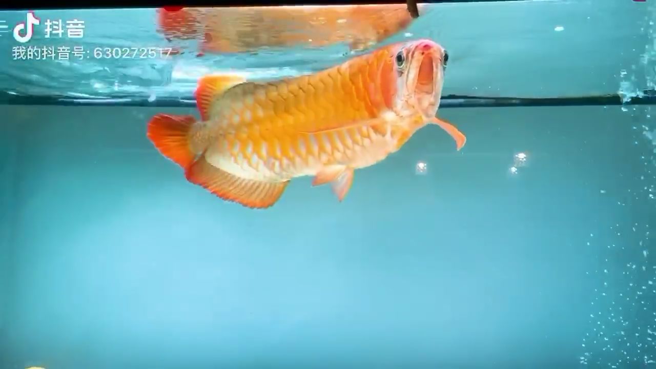 溫柔的喂食 廣州水族批發(fā)市場(chǎng) 第1張