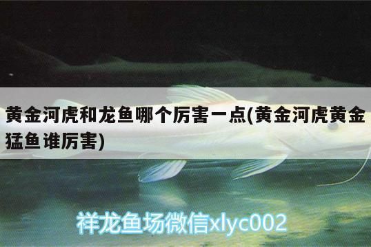 黃金河虎和龍魚的區(qū)別（黃金河虎與龍魚的飼養(yǎng)對比） 龍魚百科 第1張