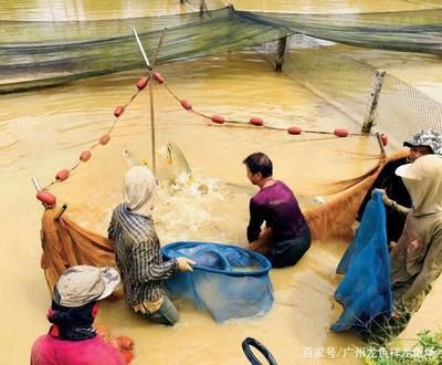 國(guó)內(nèi)龍魚(yú)繁殖場(chǎng)排名前十（國(guó)內(nèi)龍魚(yú)繁殖場(chǎng)排名前十名） 龍魚(yú)百科 第1張