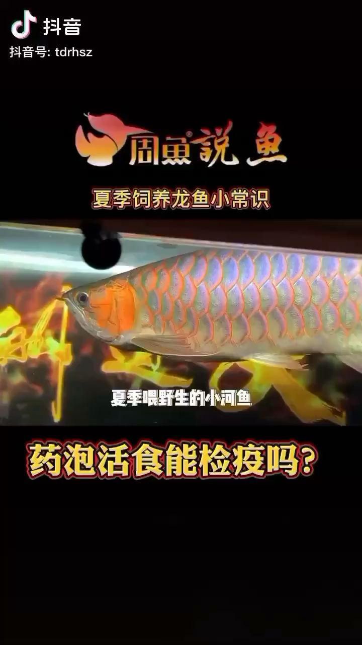 喂活食前的檢疫工作你們做對了嗎？ 刀魚魚