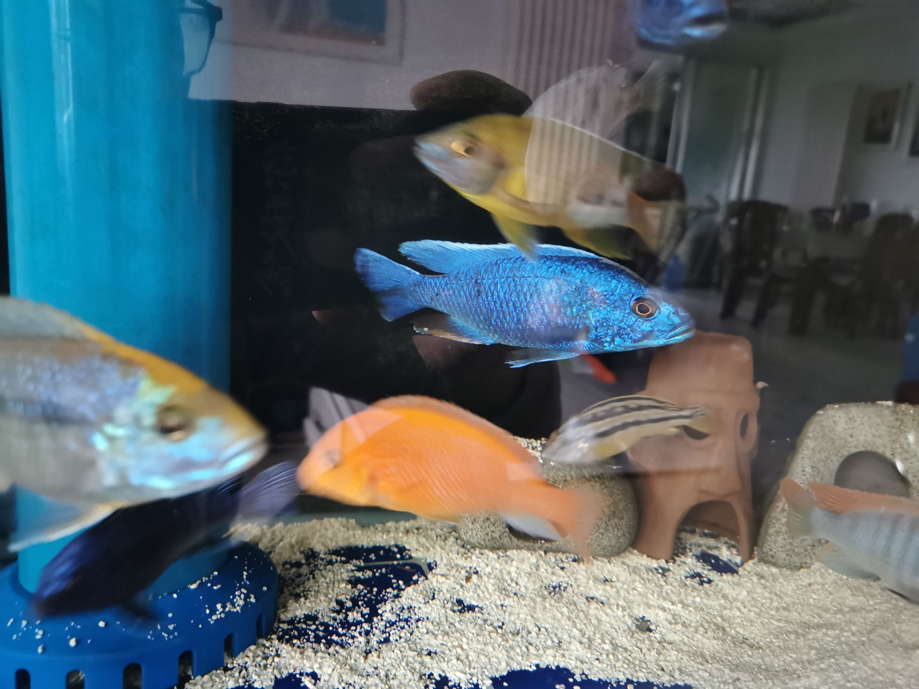 剛?cè)肟影肽昵箬b賞 紅老虎魚 第7張