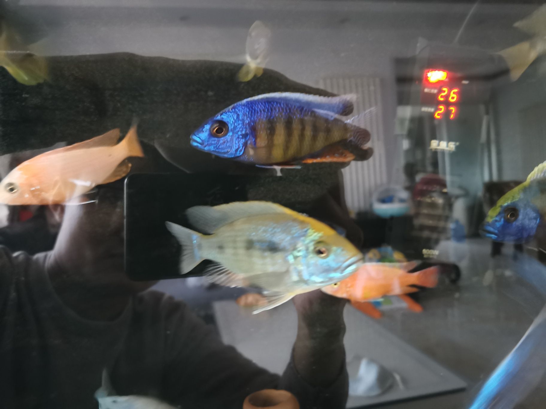 剛?cè)肟影肽昵箬b賞 紅老虎魚 第6張