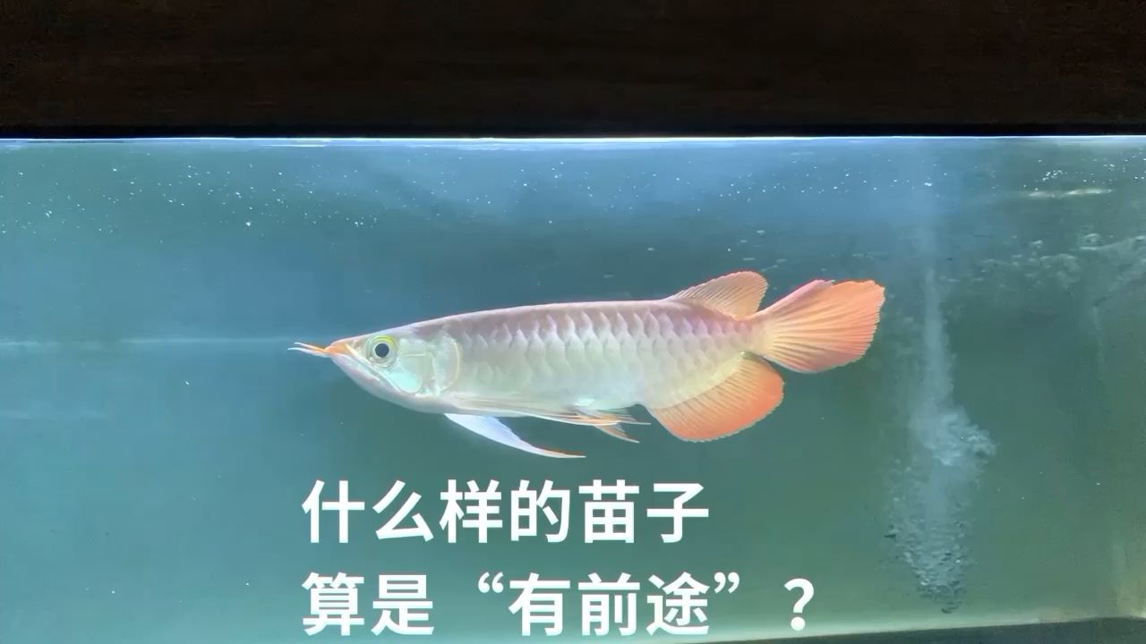 特價(jià)63號(hào)烈焰 泰國(guó)雪鯽魚(yú) 第1張