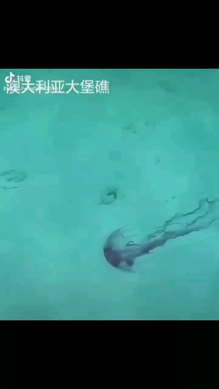 南平水族館好大的龜