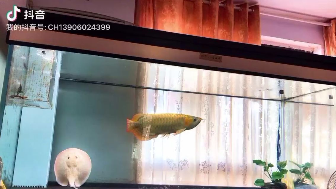 龍之舞系列之六 短身紅龍魚