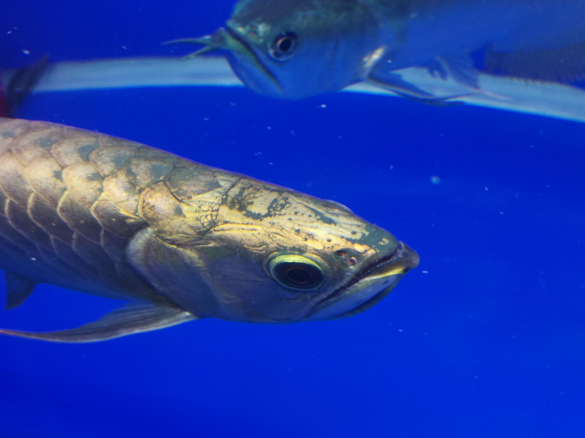 頭洞 黃金鴨嘴魚 第5張