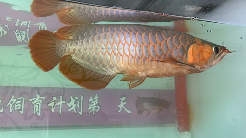 龍鱗之美 黃金鴨嘴魚 第1張