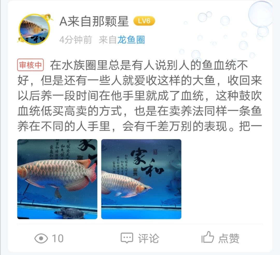 齊齊哈爾觀賞魚市場(chǎng)能通過嗎 觀賞魚市場(chǎng)（混養(yǎng)魚） 第1張