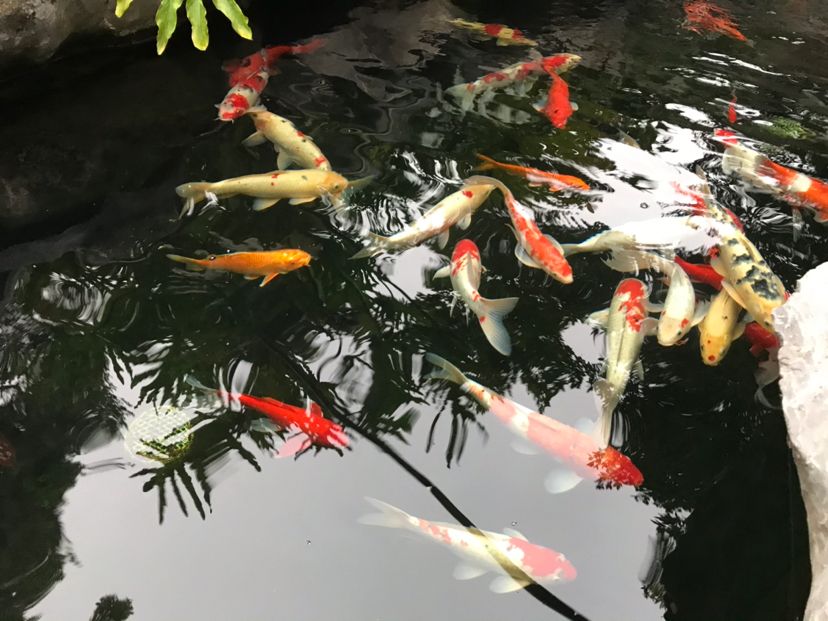 西安觀賞魚市場每天無聊就宅在家里看魚