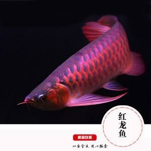 定西水族館又搞了點寶蓮燈玩玩 戰(zhàn)車紅龍魚 第2張