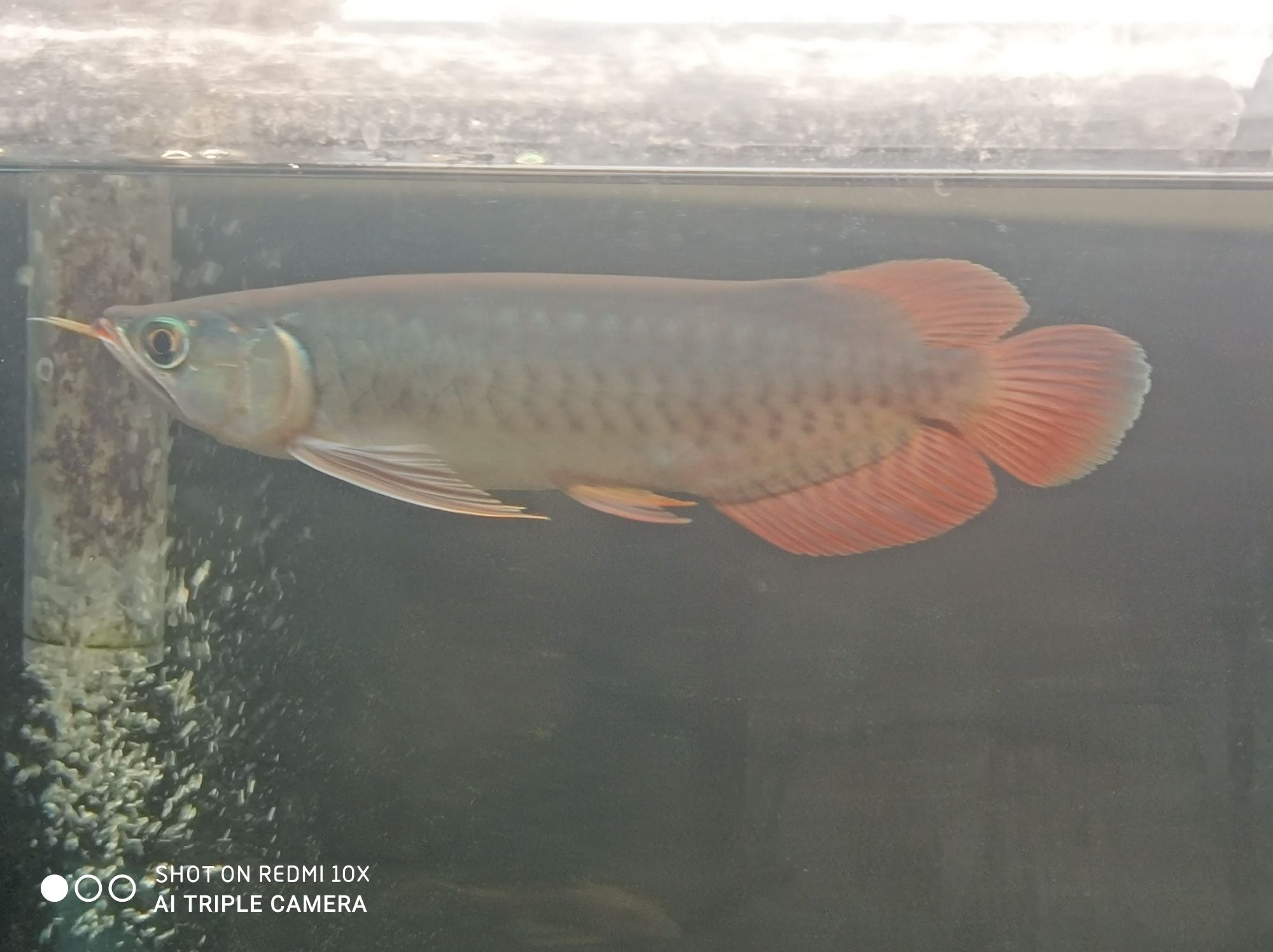 普洱水族館龍魚咬尾巴是怎么治療 羅漢魚 第1張