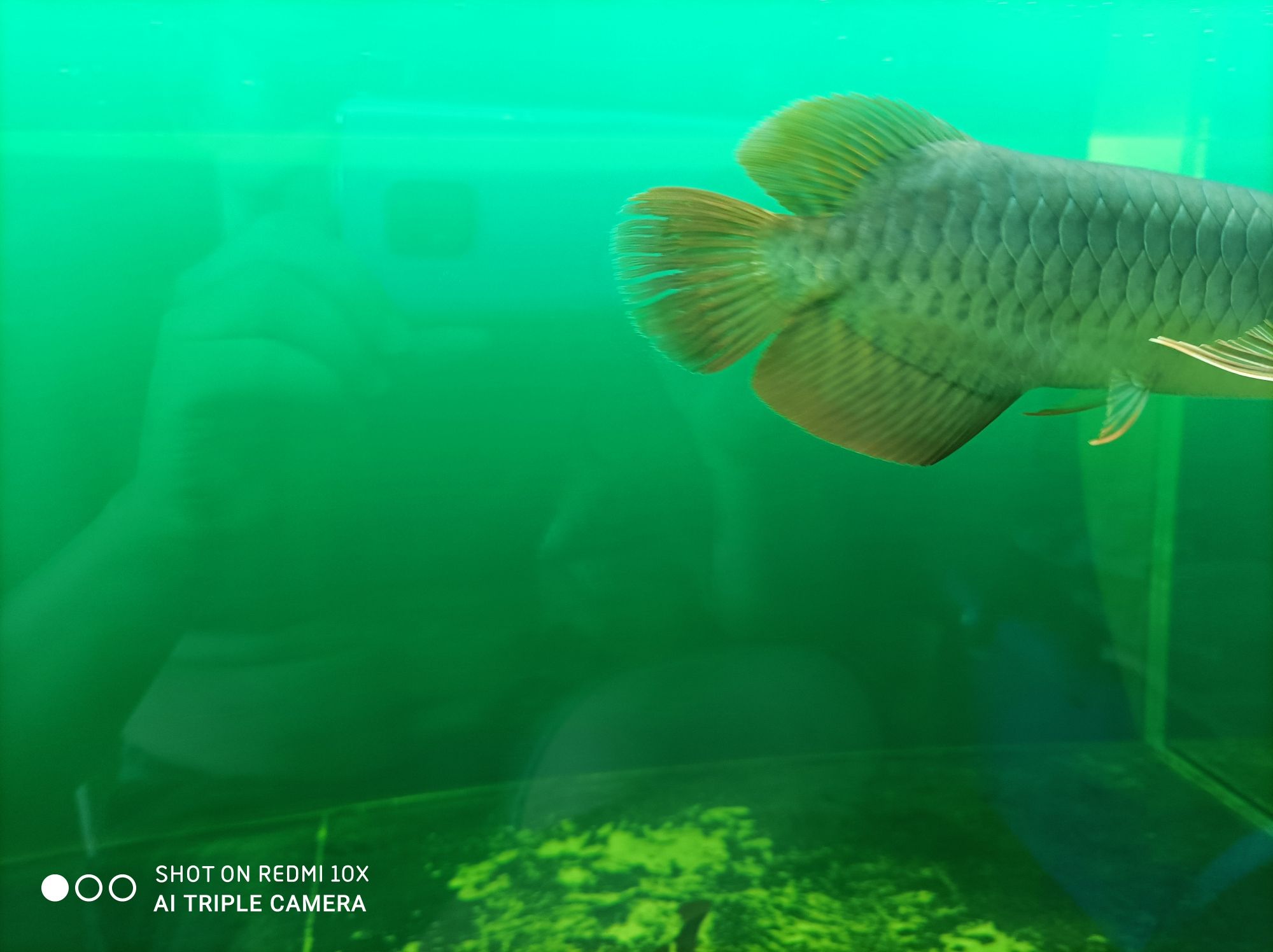 普洱水族館龍魚咬尾巴是怎么治療 羅漢魚 第4張