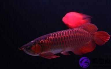 紅龍魚怎么買賣（紅龍魚市場價格走勢） 龍魚百科 第5張