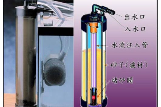 觀賞金龍魚購買指南（如何挑選觀賞金龍魚？） 水族問答