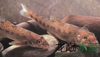 濟(jì)南觀賞魚市場(chǎng)雖然都是國(guó)產(chǎn)原生魚但棒花鮈真的不是棒花魚 觀賞魚市場(chǎng)（混養(yǎng)魚） 第3張