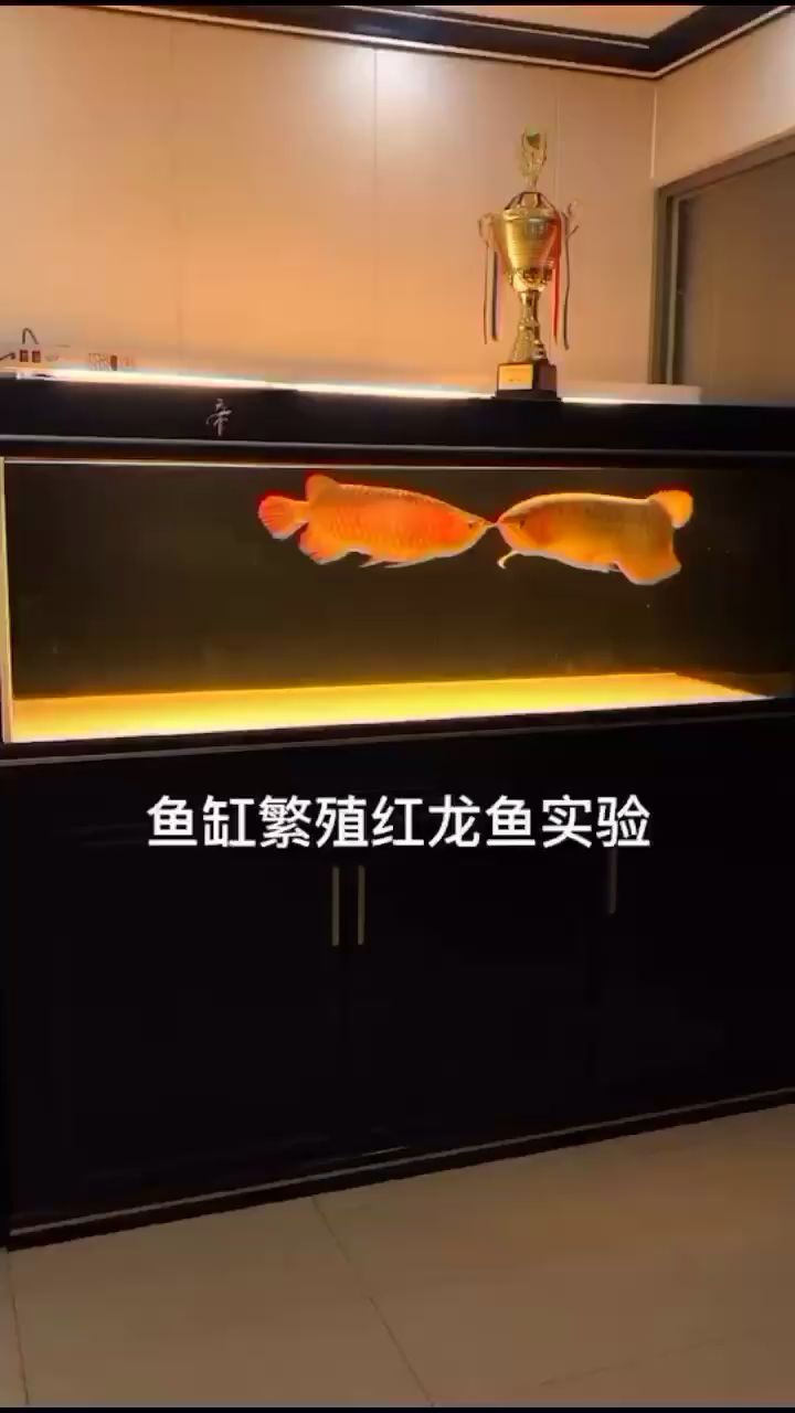 蚌埠水族館期待產(chǎn)魚仔仔