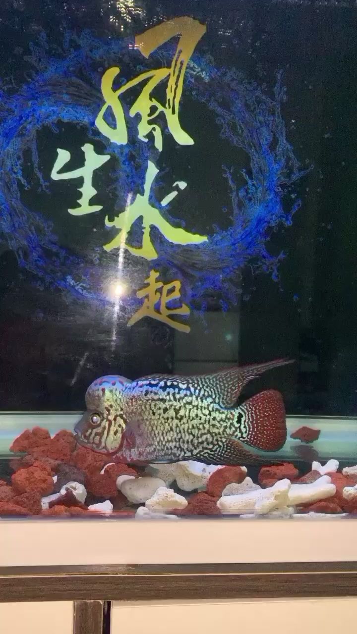 建檔1 朱巴利魚(yú)苗